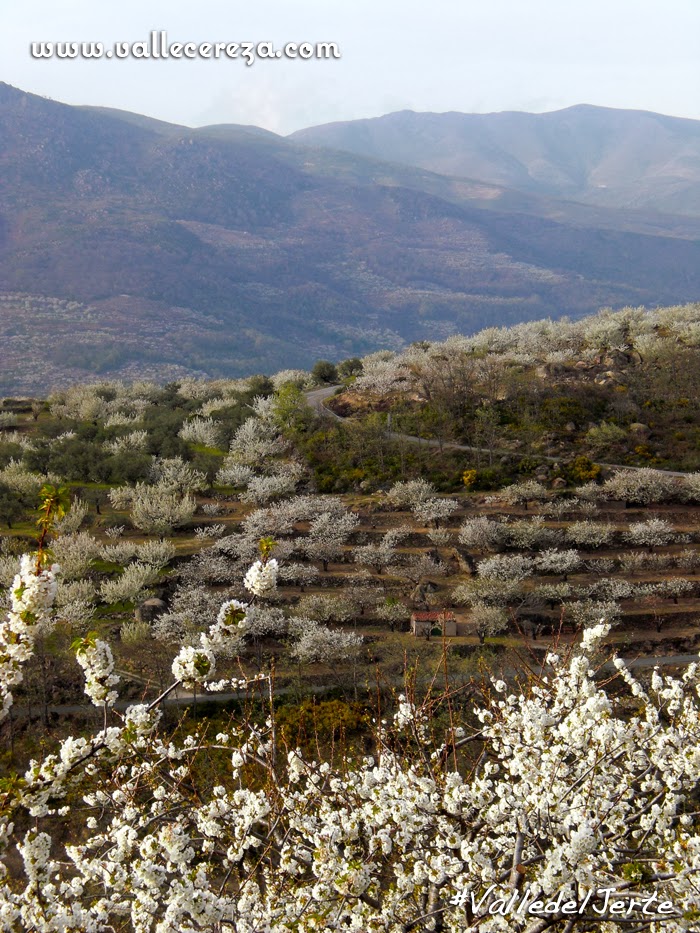 Cerezo en Flor Valle del Jerte