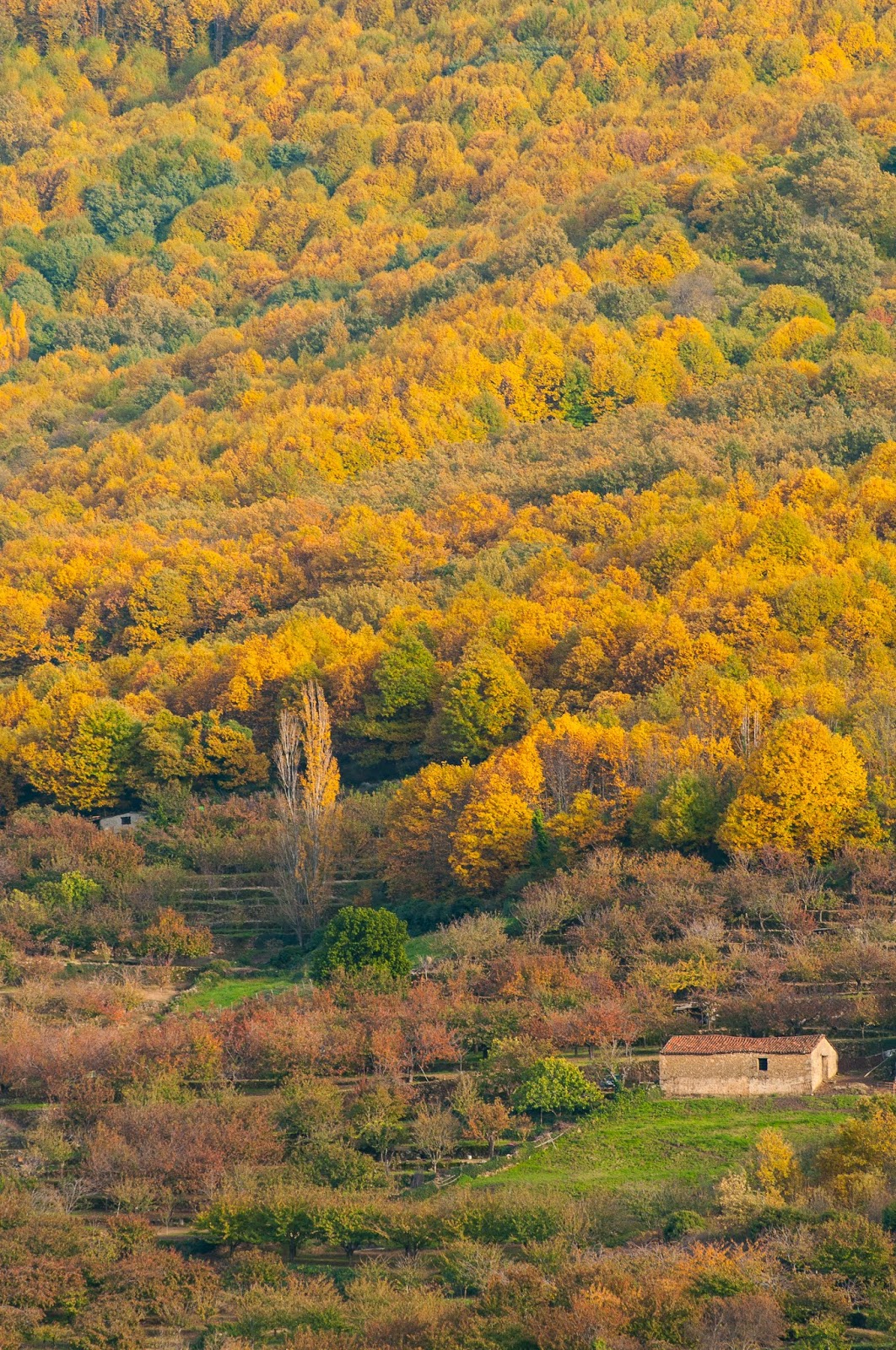 Laderas del Valle del Jerte. Un paisaje cultivado