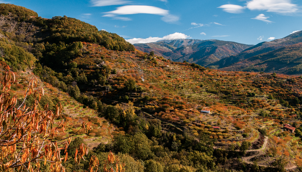 Valle del Jerte, un paisaje cultivado. Panorámica otoñal.