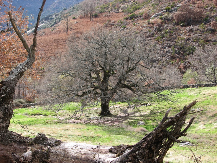 Árboles singulares del Valle del Jerte. Vallecereza.