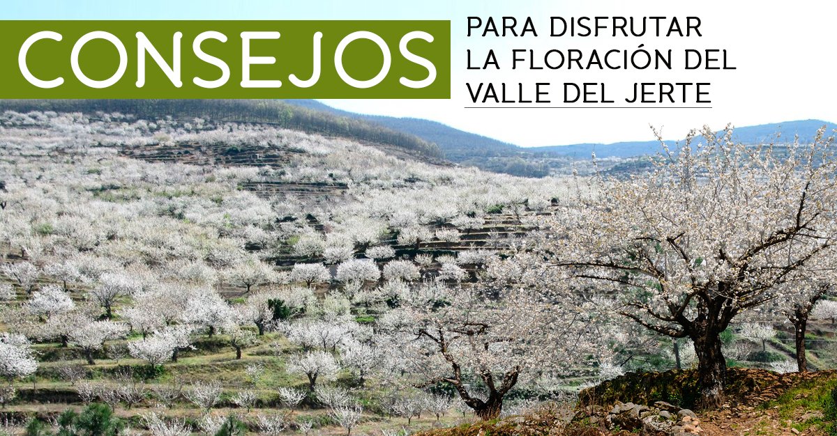 Consejos sobre el Cerezo en Flor del Valle del Jerte: FECHAS, QUÉ VER, QUÉ HACER...